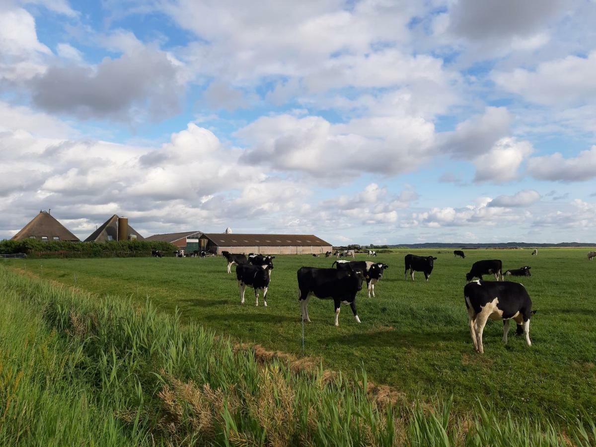 Iefjeshoeve Petten Exterior photo